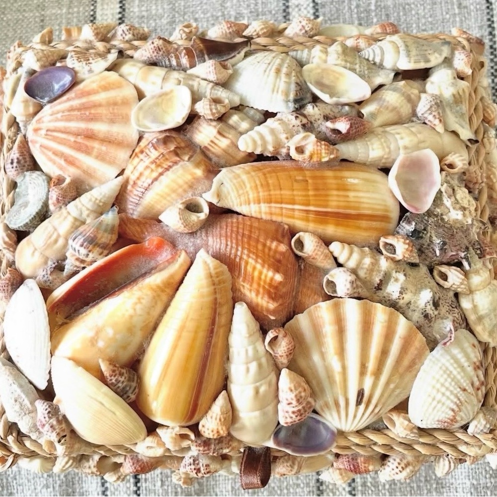 Handmade Seashell with Box